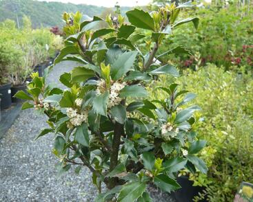 Cesmína 'Heckenfee'