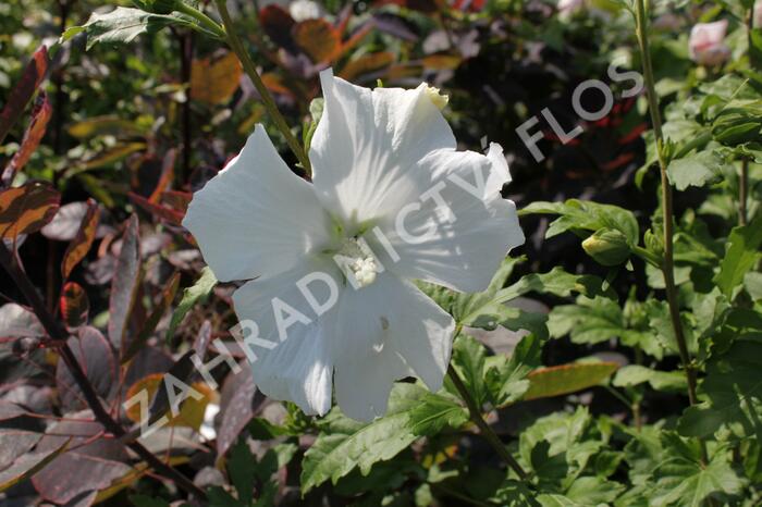 Ibišek syrský 'Stephanie' - Hibiscus syriacus 'Stephanie'