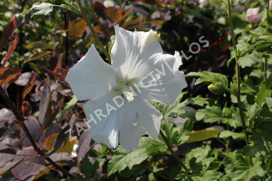 Ibišek syrský 'Stephanie' - Hibiscus syriacus 'Stephanie'