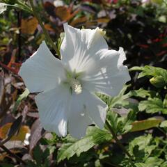 Ibišek syrský 'Stephanie' - Hibiscus syriacus 'Stephanie'