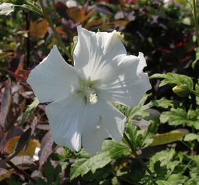 Ibišek syrský 'Stephanie' - Hibiscus syriacus 'Stephanie'