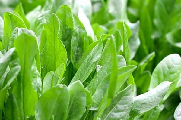 Šťovík kyselý - Rumex acetosa