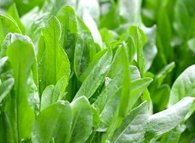 Šťovík kyselý - Rumex acetosa