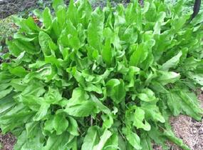 Šťovík kyselý - Rumex acetosa