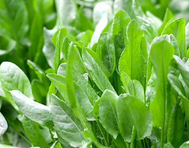 Šťovík kyselý - Rumex acetosa