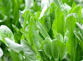 Šťovík kyselý - Rumex acetosa