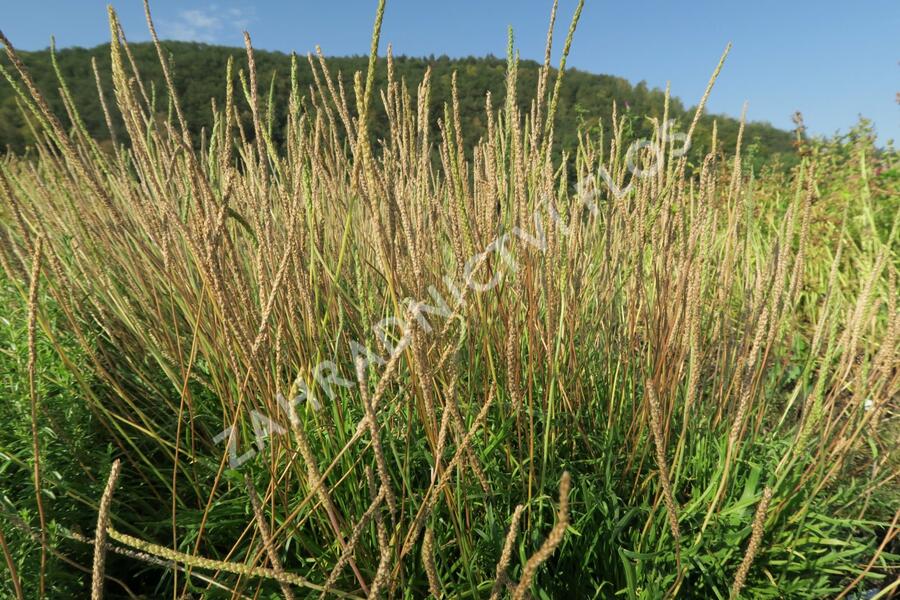 Jitrocel vraní nožka - Plantago coronopus