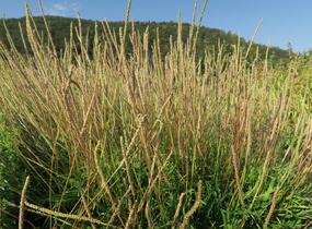 Jitrocel vraní nožka - Plantago coronopus
