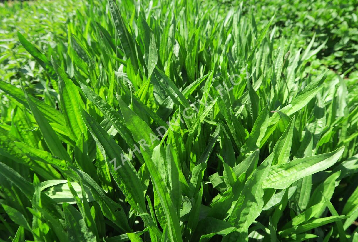 Jitrocel vraní nožka - Plantago coronopus
