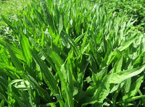 Jitrocel vraní nožka - Plantago coronopus
