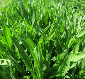Jitrocel vraní nožka - Plantago coronopus