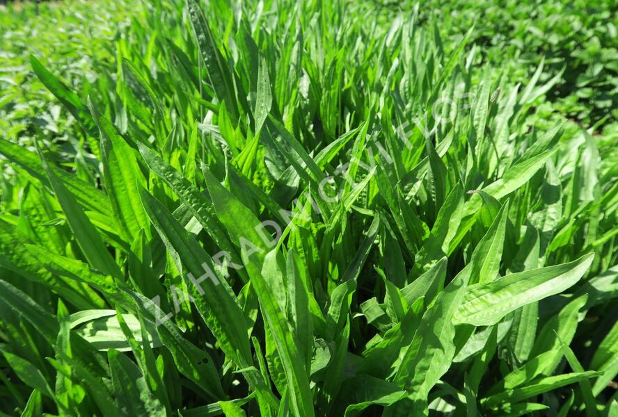 Jitrocel vraní nožka - Plantago coronopus