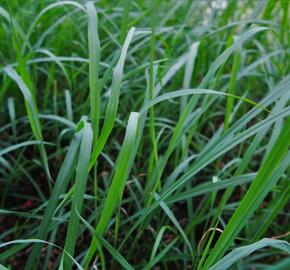 Citronová tráva - Cymbopogon flexuosus