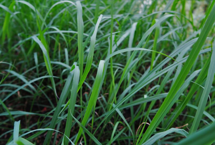 Citronová tráva - Cymbopogon flexuosus