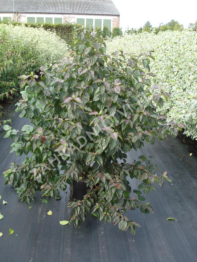 Svída krvavá - Cornus sanguinea