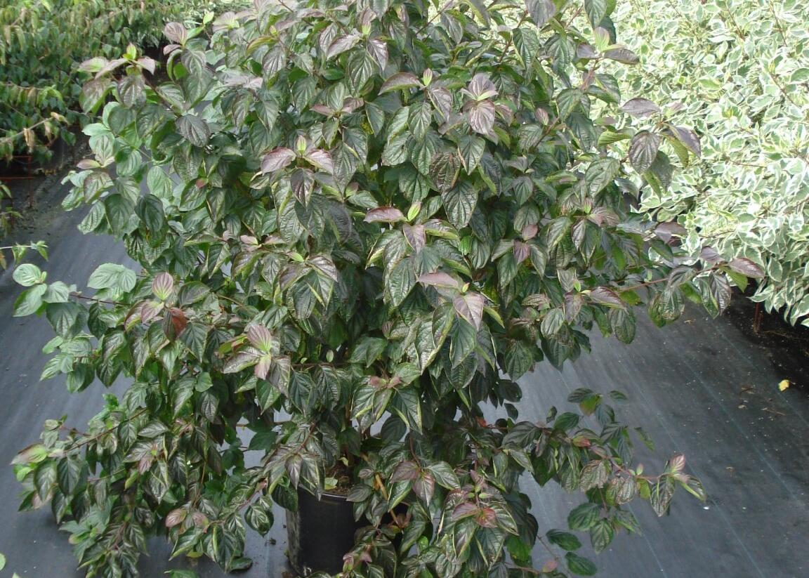 Svída krvavá - Cornus sanguinea
