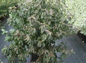 Svída krvavá - Cornus sanguinea