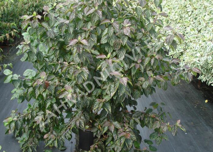 Svída krvavá - Cornus sanguinea
