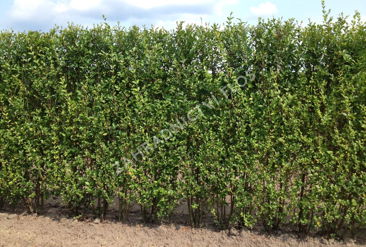 Ptačí zob vejčitolistý - Ligustrum ovalifolium
