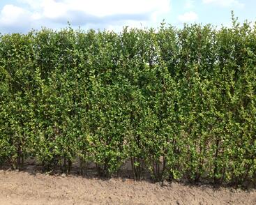 Ptačí zob vejčitolistý