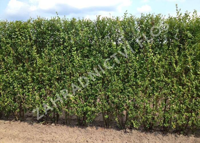 Ptačí zob vejčitolistý - Ligustrum ovalifolium