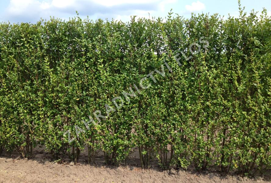 Ptačí zob vejčitolistý - Ligustrum ovalifolium