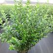 Ptačí zob vejčitolistý - Ligustrum ovalifolium