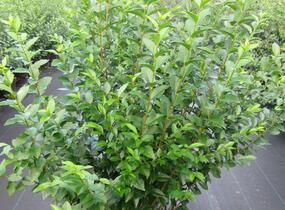 Ptačí zob vejčitolistý - Ligustrum ovalifolium