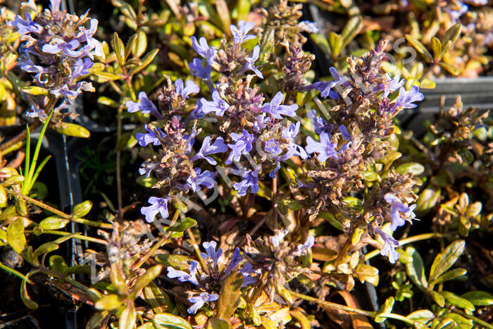 Zběhovec 'Mauro' - Ajuga tenorii 'Mauro'