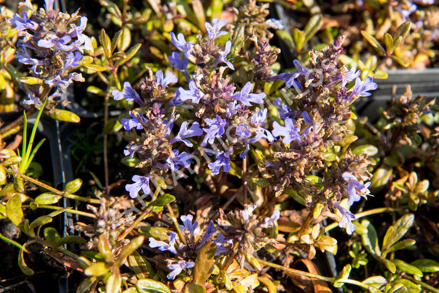 Zběhovec 'Mauro' - Ajuga tenorii 'Mauro'