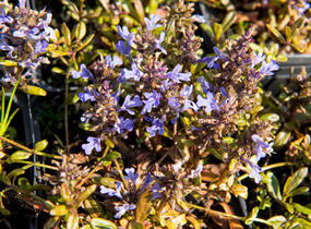 Zběhovec 'Mauro' - Ajuga tenorii 'Mauro'