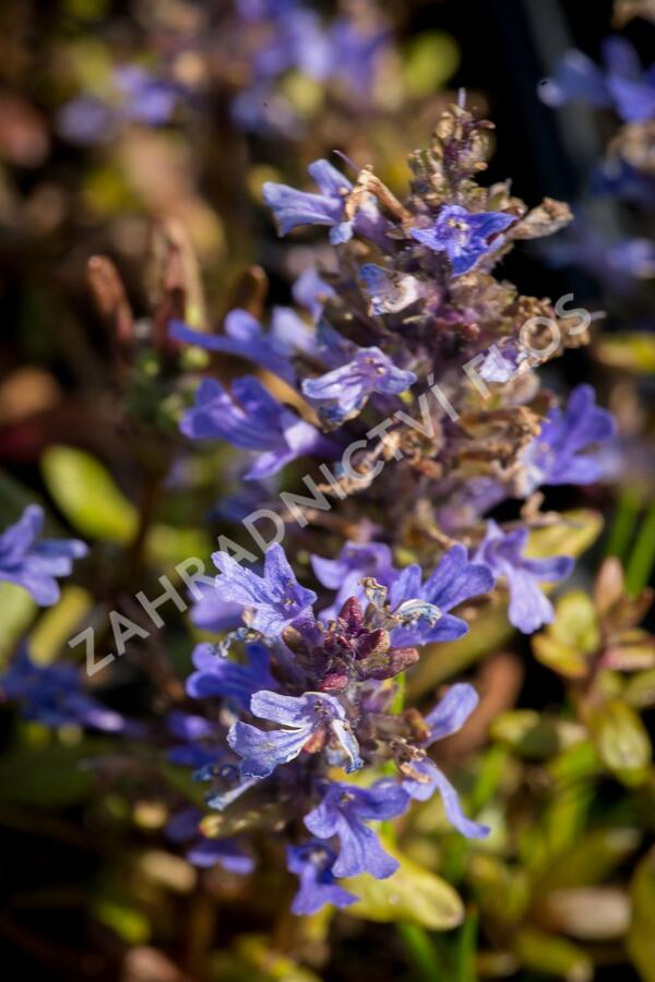 Zběhovec 'Mauro' - Ajuga tenorii 'Mauro'