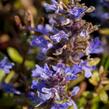Zběhovec 'Mauro' - Ajuga tenorii 'Mauro'