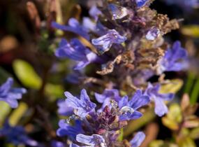Zběhovec 'Mauro' - Ajuga tenorii 'Mauro'