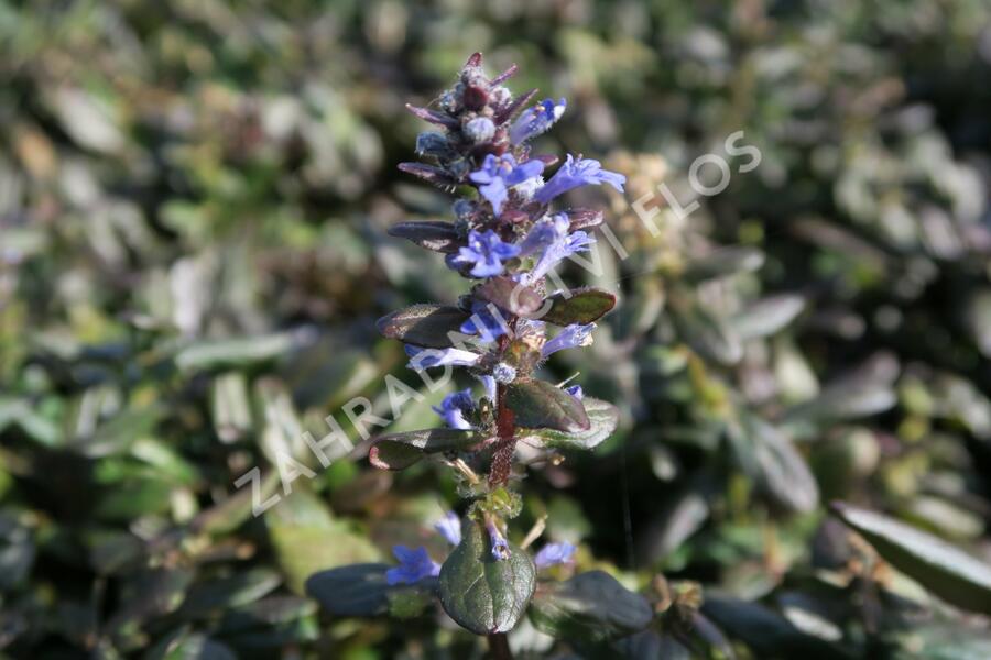 Zběhovec 'Mauro' - Ajuga tenorii 'Mauro'