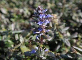 Zběhovec 'Mauro' - Ajuga tenorii 'Mauro'