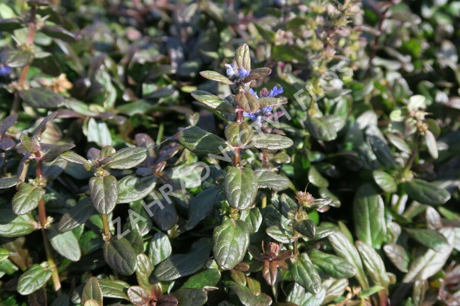 Zběhovec 'Mauro' - Ajuga tenorii 'Mauro'