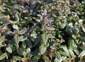 Zběhovec 'Mauro' - Ajuga tenorii 'Mauro'