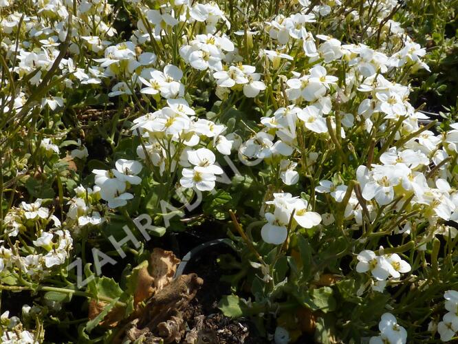 Huseník kavkazský 'Schneehaube' - Arabis caucasica 'Schneehaube'