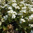 Huseník kavkazský 'Schneehaube' - Arabis caucasica 'Schneehaube'