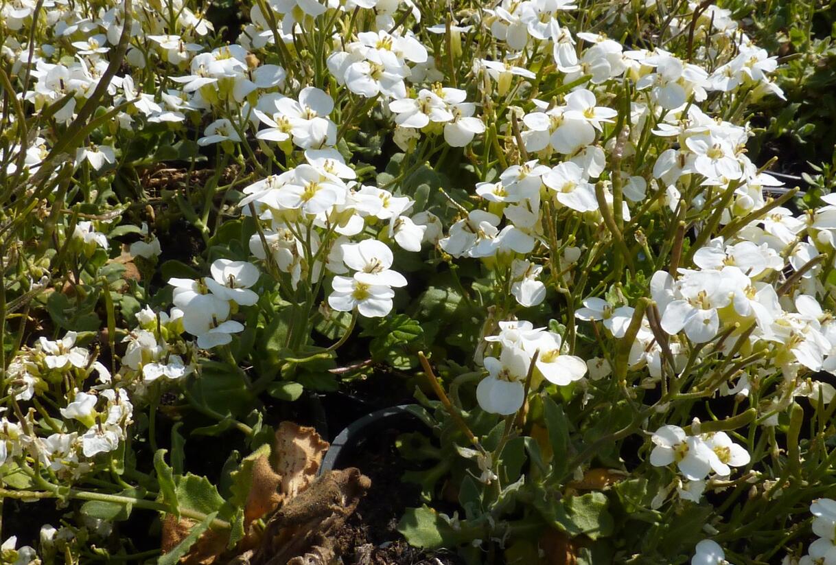 Huseník kavkazský 'Schneehaube' - Arabis caucasica 'Schneehaube'