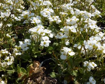 Huseník kavkazský 'Schneehaube'
