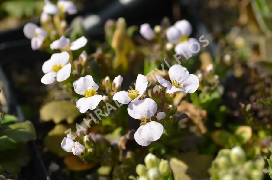 Huseník kavkazský 'Schneehaube' - Arabis caucasica 'Schneehaube'