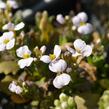 Huseník kavkazský 'Schneehaube' - Arabis caucasica 'Schneehaube'