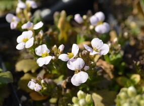 Huseník kavkazský 'Schneehaube' - Arabis caucasica 'Schneehaube'