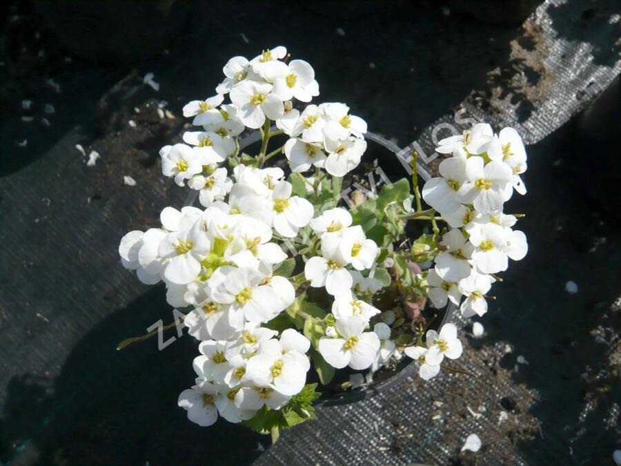 Huseník kavkazský 'Schneehaube' - Arabis caucasica 'Schneehaube'