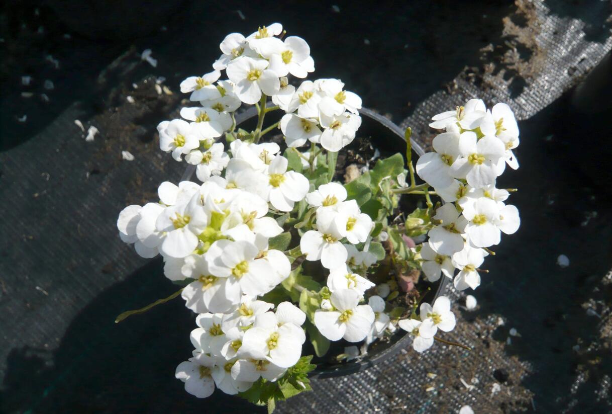 Huseník kavkazský 'Schneehaube' - Arabis caucasica 'Schneehaube'
