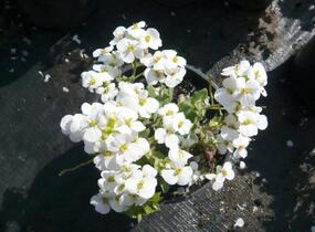 Huseník kavkazský 'Schneehaube' - Arabis caucasica 'Schneehaube'