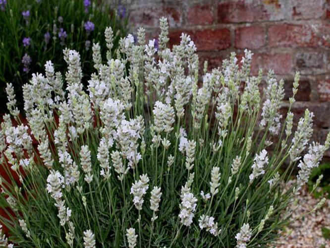 Levandule úzkolistá 'White Scent Early' - Lavandula angustifolia 'White Scent Early'