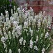 Levandule úzkolistá 'White Scent Early' - Lavandula angustifolia 'White Scent Early'